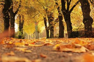 Herfst: Tijd voor extra weerstand